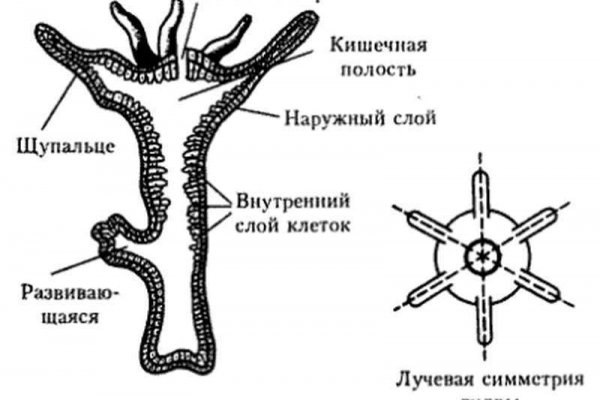 Кракен нрк